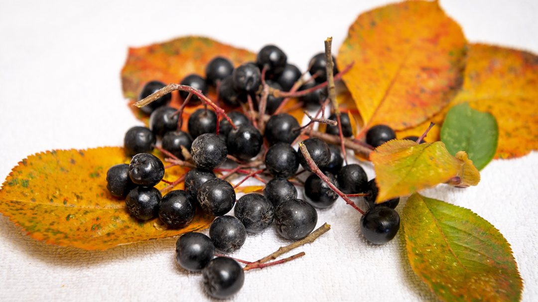Aronia, superfruit !