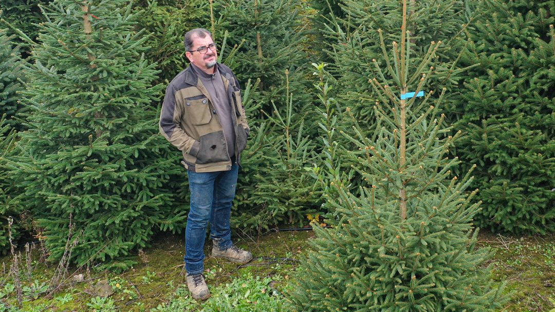 Sapins locaux
