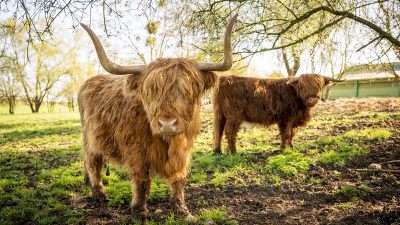 Des éleveurs autonomes